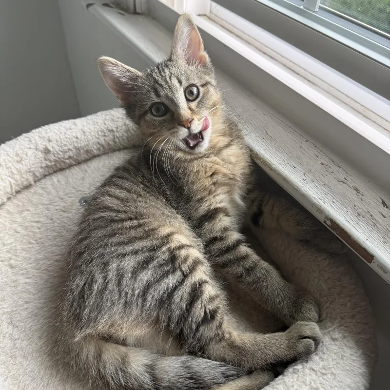 A baby small-sized male Brown / Chocolate Domestic Short Hair cat named Dosido for adoption in Pittsburgh, PA