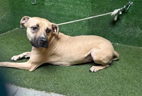An adult medium-sized female German Shepherd Dog dog named Baby Girl for adoption in Lancaster, CA