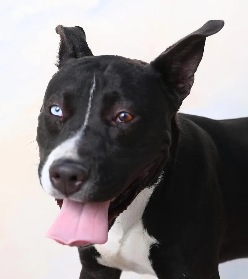 A young medium-sized male Pit Bull Terrier dog named Cheech for adoption in Pasadena, CA