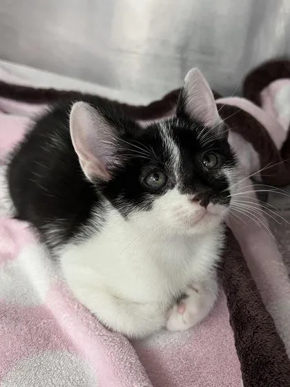 A baby small-sized male Domestic Short Hair cat named Jasper for adoption in Houston, TX