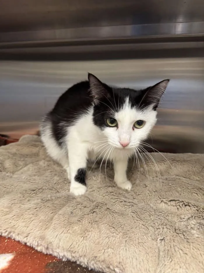 An adult medium-sized male Black Domestic Short Hair cat named Strudel for adoption in Hilton Head Island, SC
