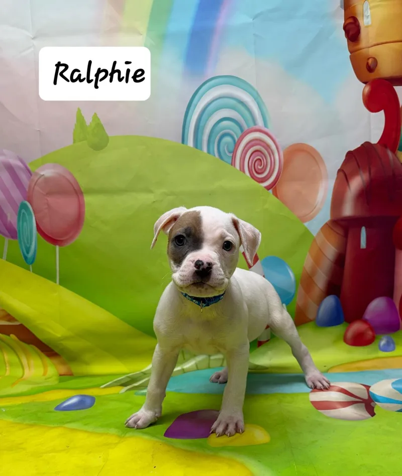 Ralphie