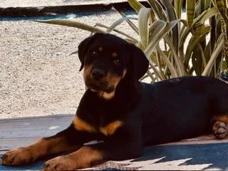A baby medium-sized male Rottweiler dog named Slash for adoption in Yakima, WA