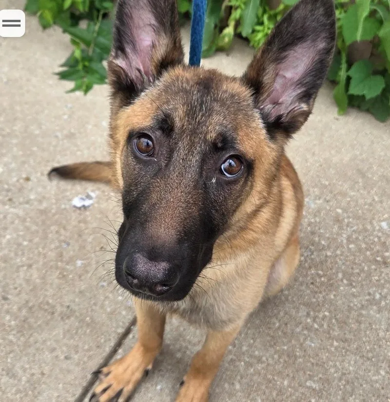 A young medium-sized male Belgian Shepherd / Malinois dog named Avis Located In Missouri for adoption in Imlay City, MI
