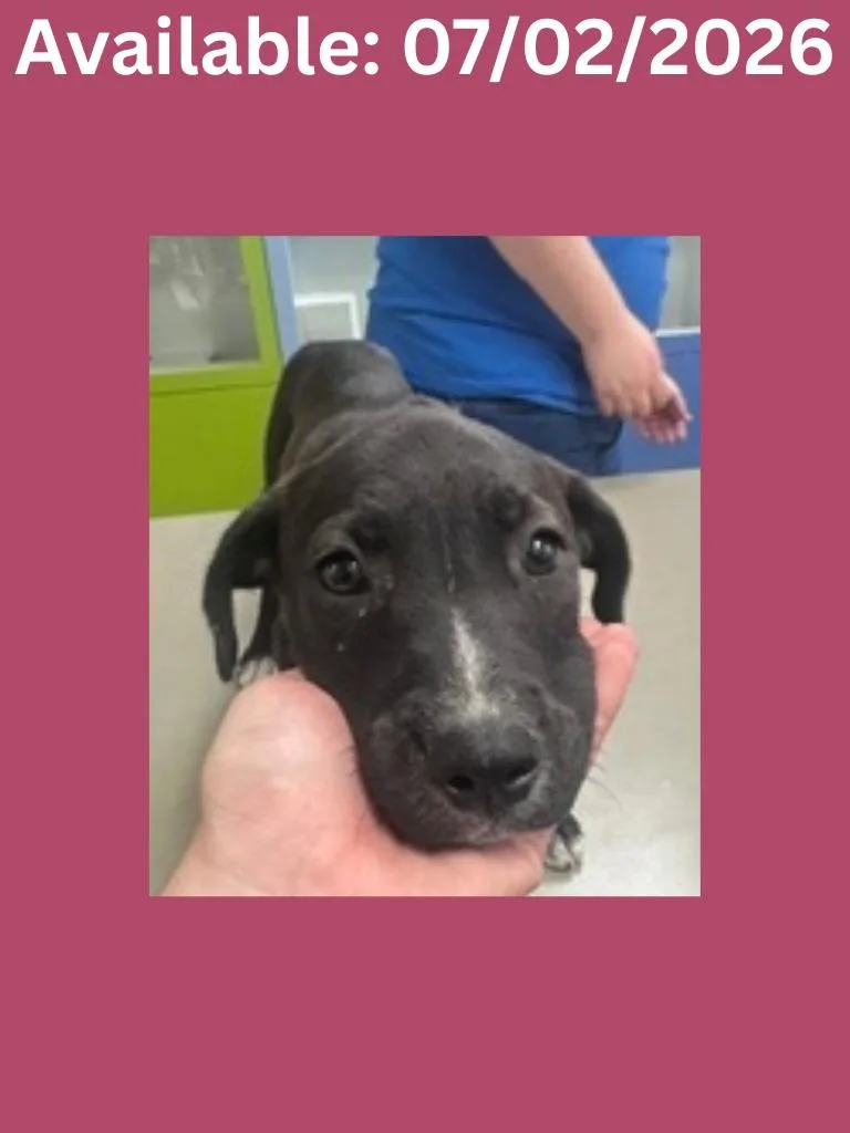 A baby medium-sized female Labrador Retriever dog named Dog Kennel for adoption in Greenville, TX