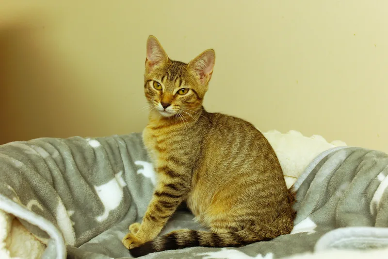 A baby medium-sized male Tabby (Buff / Tan / Fawn) Domestic Short Hair cat named Chevy for adoption in Urbana, OH
