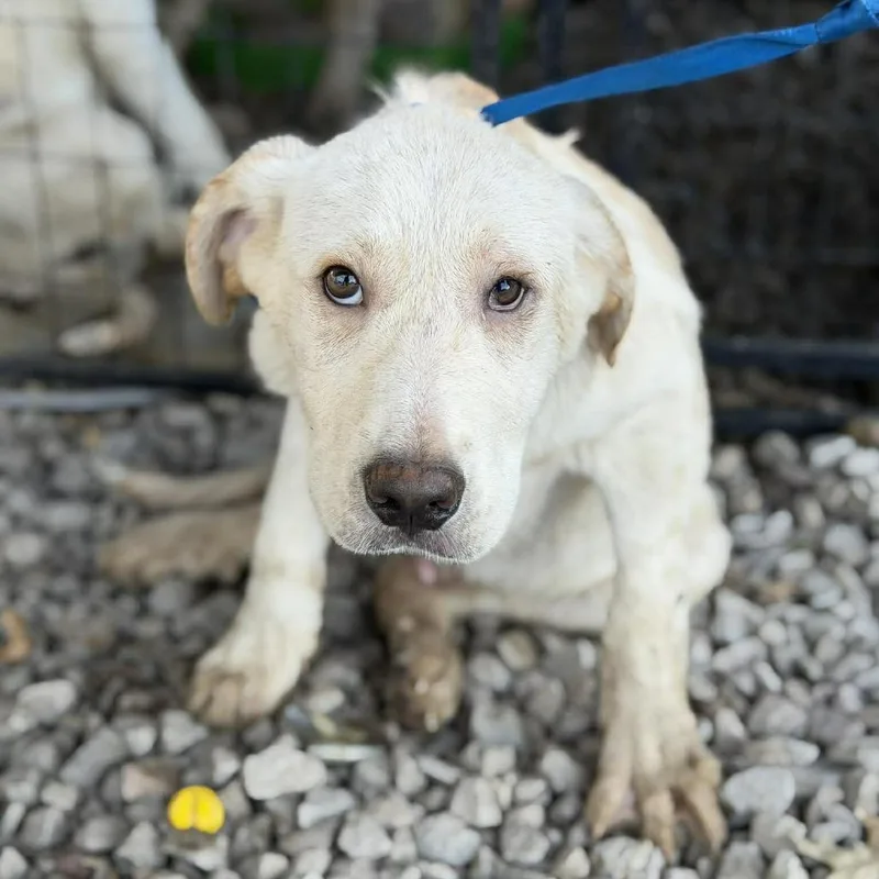 A baby small-sized male Yellow / Tan / Blond / Fawn Labrador Retriever dog named Leonardo for adoption in Buffalo, MN