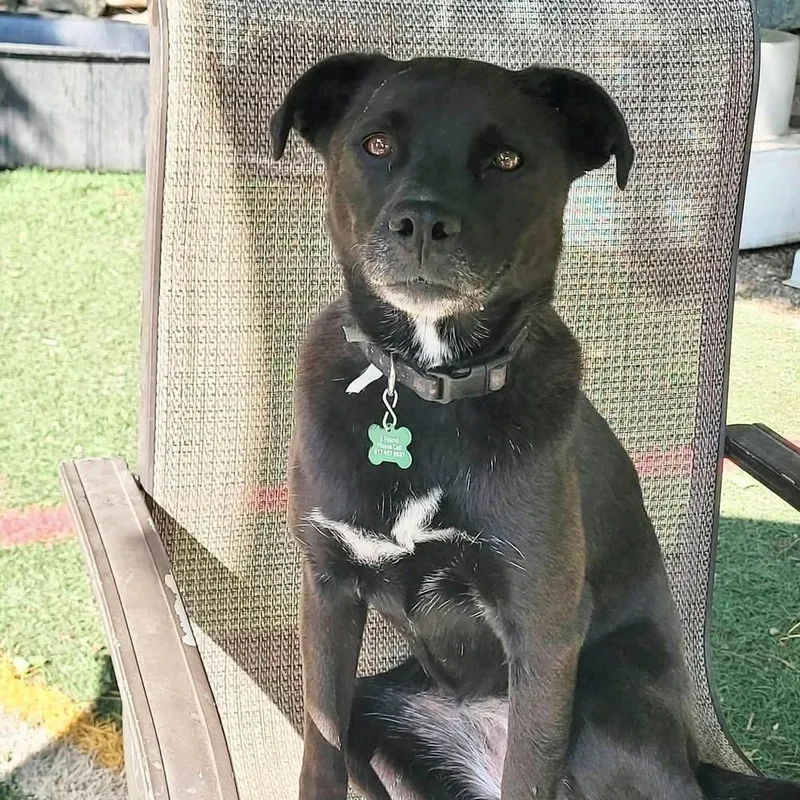 An adult medium-sized female Black Terrier dog named Sabrina for adoption in Groveland, MA