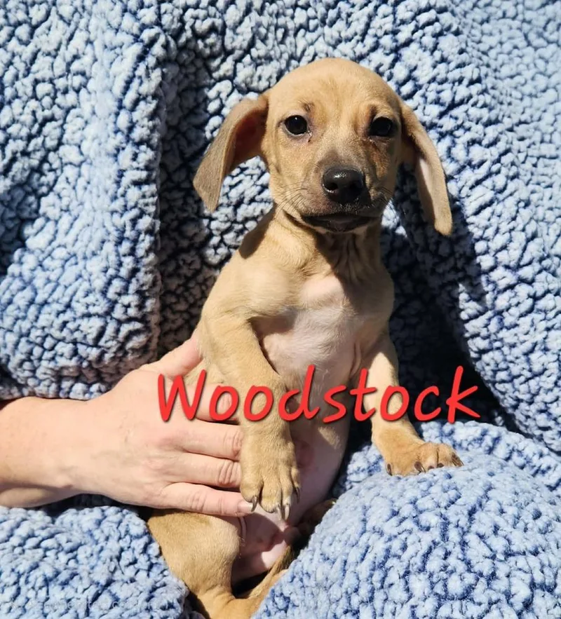 Woodstock thumbnail 2