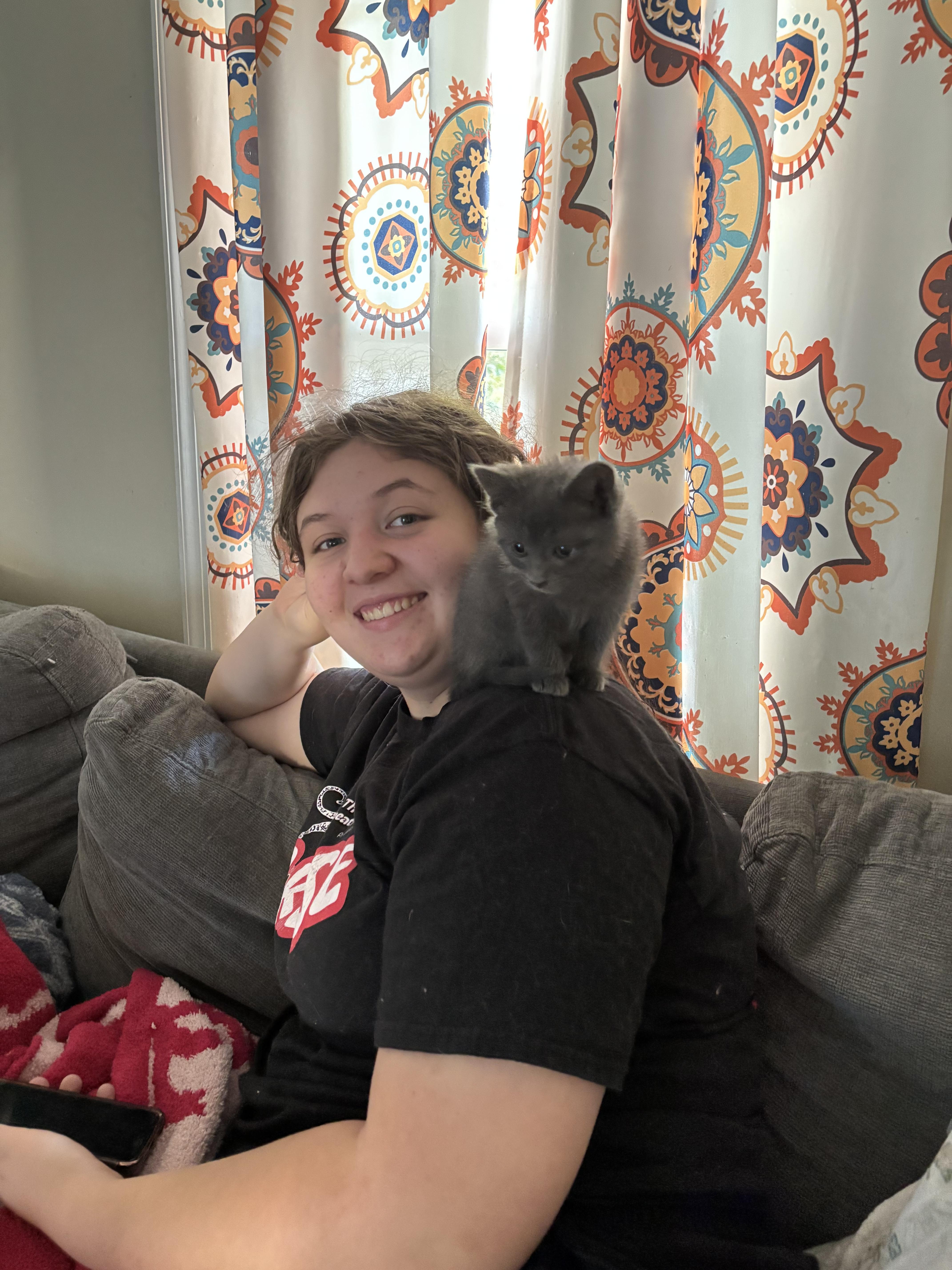 A baby medium-sized female Gray / Blue / Silver Domestic Short Hair cat named Pequita for adoption in Richmond, VA