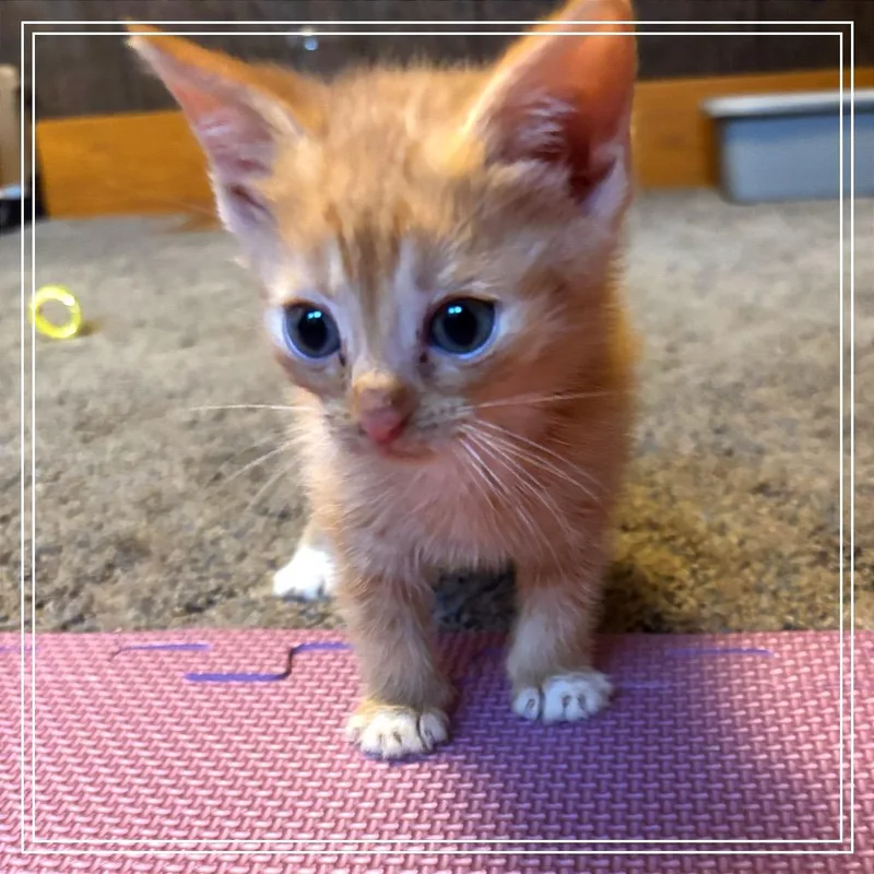 A baby small-sized male Orange / Red Domestic Short Hair cat named Cheddar for adoption in Monroe, MI