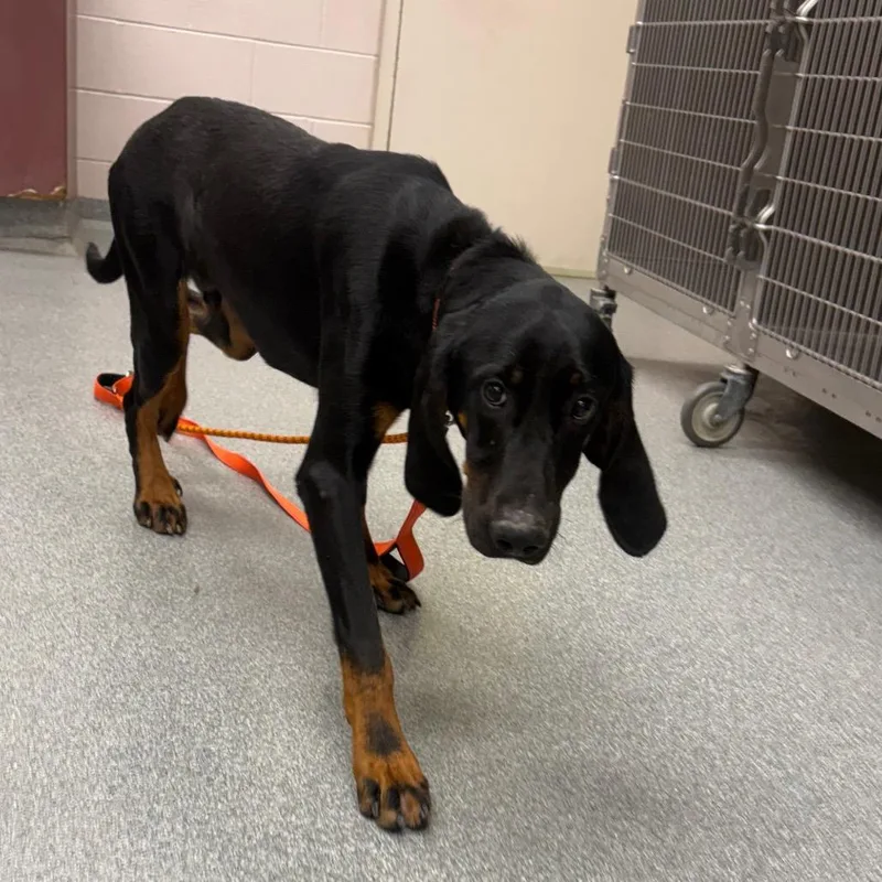 An adult medium-sized male Black Coonhound dog named Tod for adoption in Batavia, OH