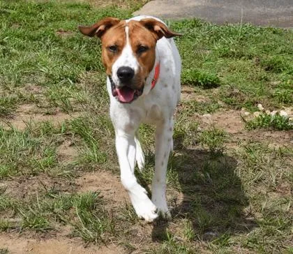 An adult medium-sized male Pointer dog named Reeses for adoption in Inverness, FL