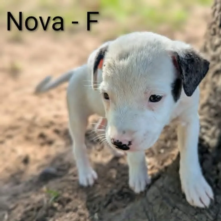 A baby medium-sized female White / Cream Pit Bull Terrier dog named Nova for adoption in Griswold, CT