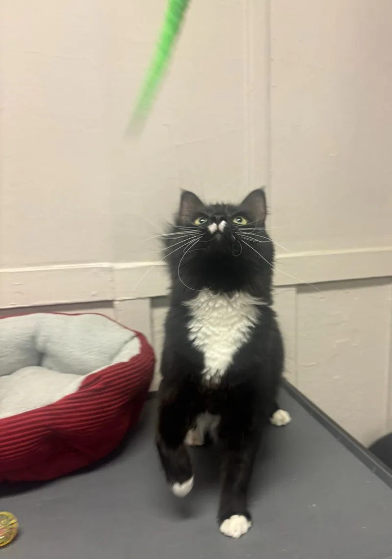 An adult medium-sized male Black & White / Tuxedo Domestic Medium Hair cat named Boots for adoption in Statesboro, GA