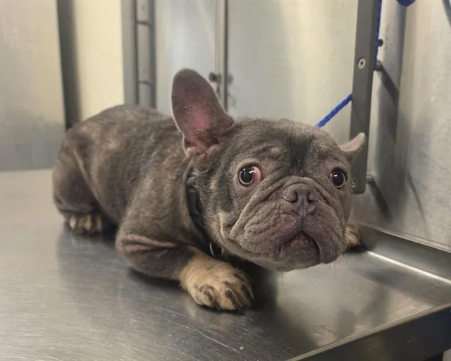 An adult small-sized female French Bulldog dog named Pepper for adoption in Miami, FL