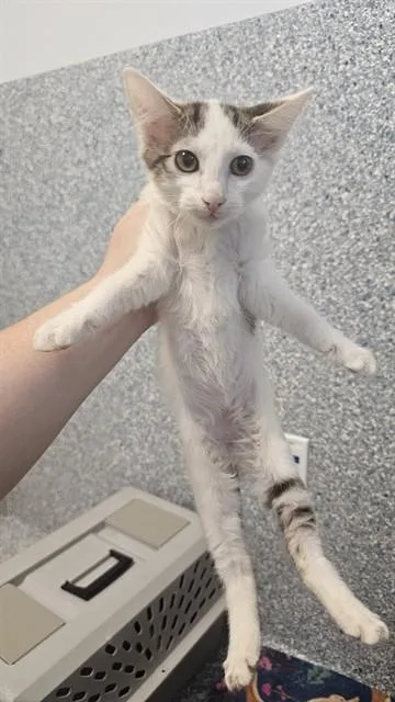 A baby medium-sized male Domestic Short Hair cat named Gregory for adoption in Paradise, CA