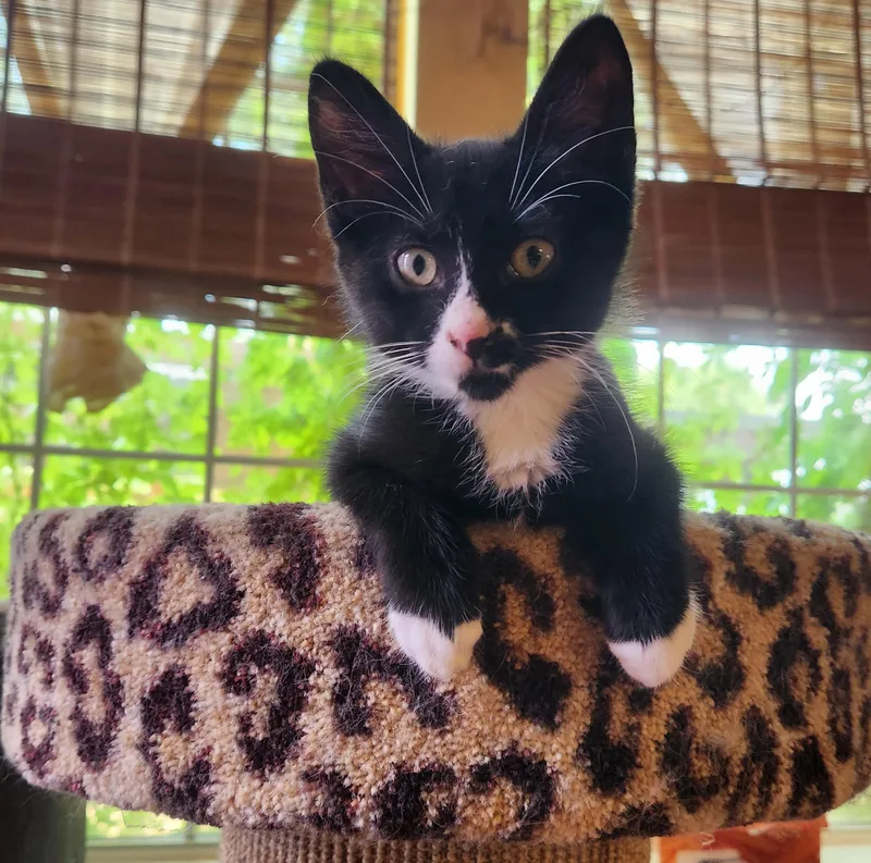 A baby large-sized male Domestic Short Hair cat named Felix for adoption in Allen, TX