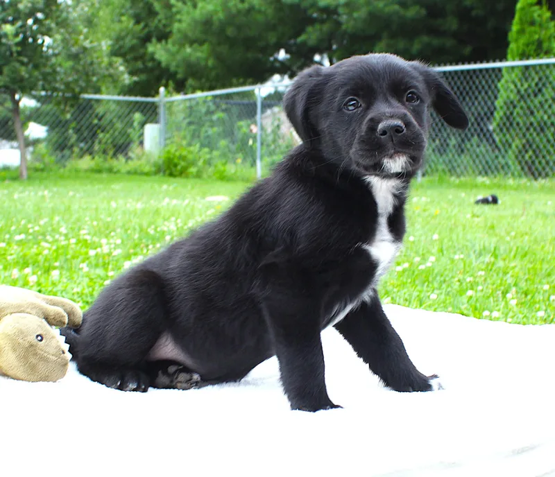 A baby medium-sized female Black Pembroke Welsh Corgi dog named Roz for adoption in Lisbon, IA
