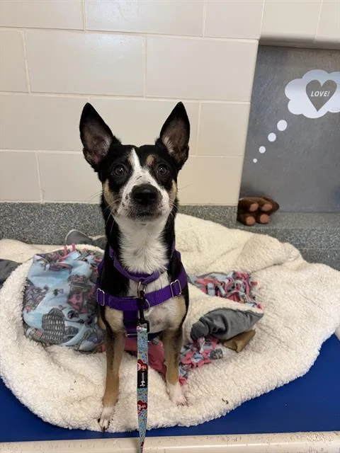 An adult medium-sized female Border Collie dog named Nova for adoption in Methuen, MA