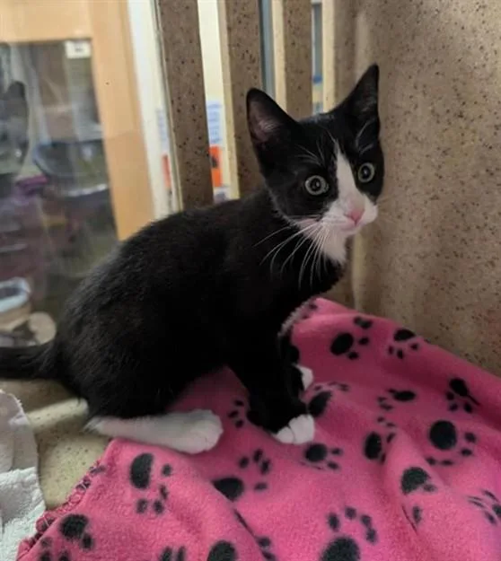 A baby small-sized female Domestic Short Hair cat named Lilly for adoption in Sacramento, CA