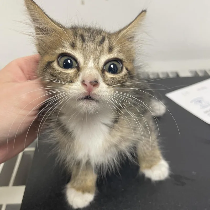 A baby small-sized male American Shorthair cat named Ralphie for adoption in Dickinson, TX