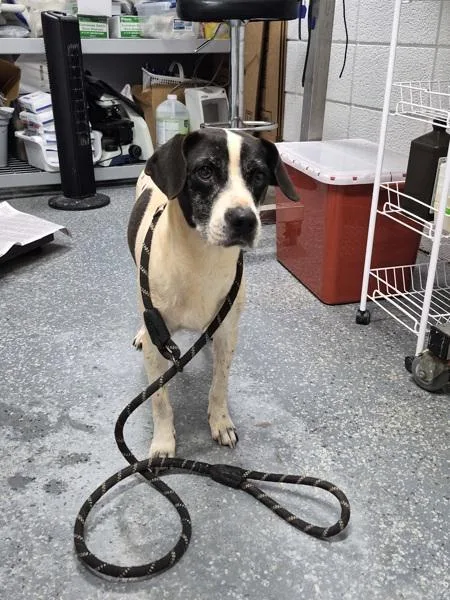 An adult medium-sized female Terrier dog named Electra for adoption in Morristown, TN