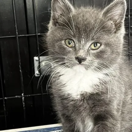 A baby small-sized male Gray / Blue / Silver Domestic Medium Hair cat named Dennis Frye for adoption in Eagle Mountain, UT