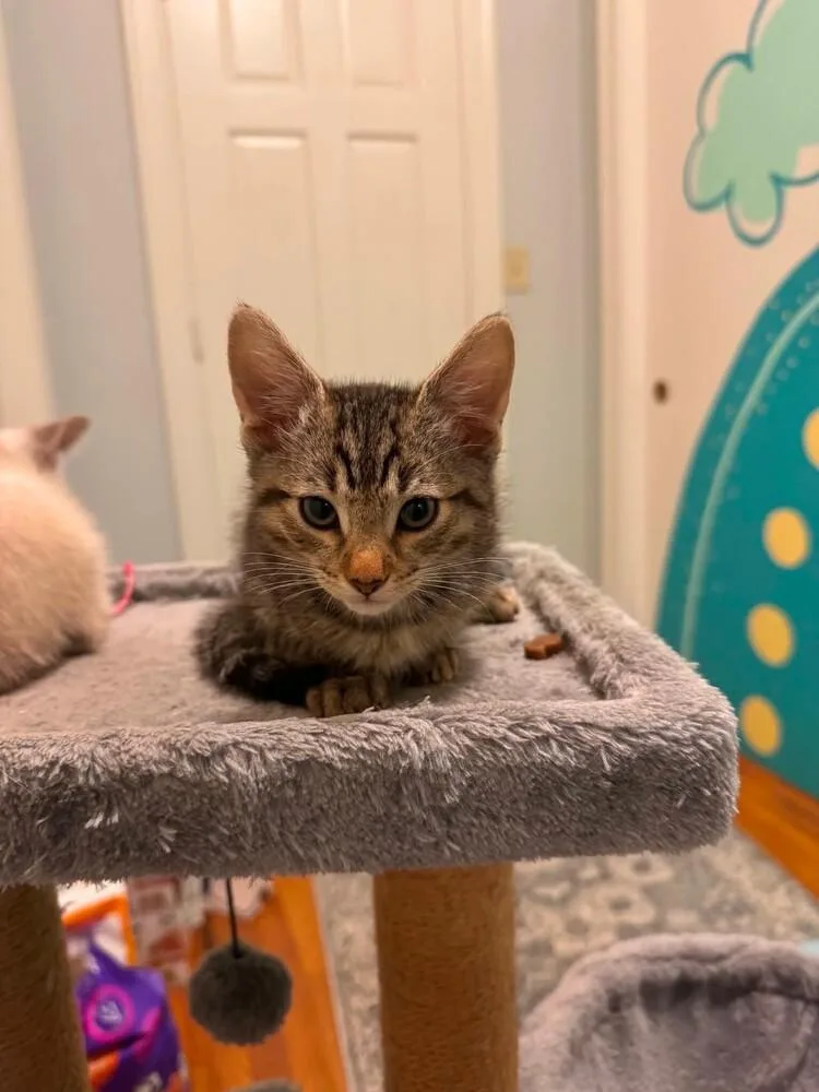 A baby small-sized male Gray / Blue / Silver Domestic Short Hair cat named Bee for adoption in WARNER ROBINS, GA