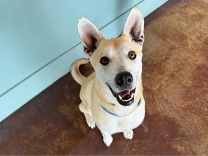 An adult large-sized male Carolina Dog dog named Valentino for adoption in San Antonio, TX