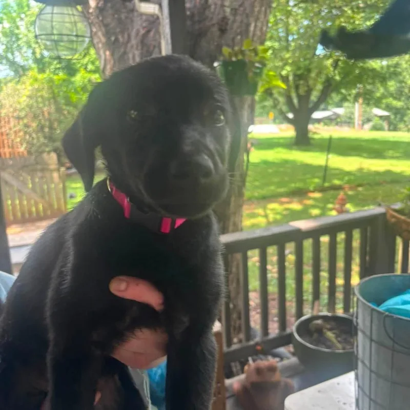 A baby small-sized female Black Labrador Retriever dog named Penny for adoption in Lenoir, NC