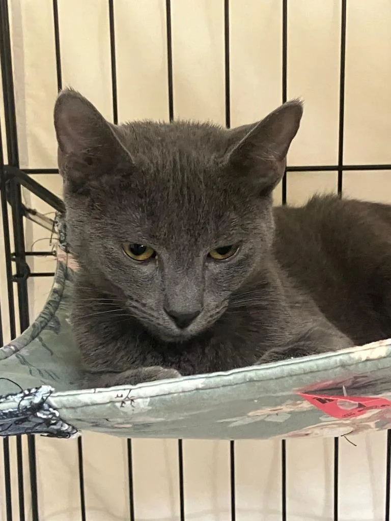 A young small-sized male Russian Blue cat named Smokii for adoption in Lunenburg, MA