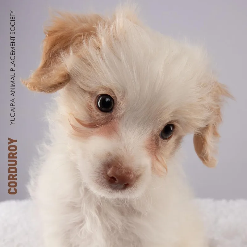 A baby small-sized male White / Cream Maltese dog named Corduroy for adoption in Yucaipa, CA