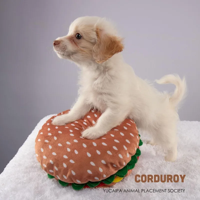 Corduroy thumbnail 2