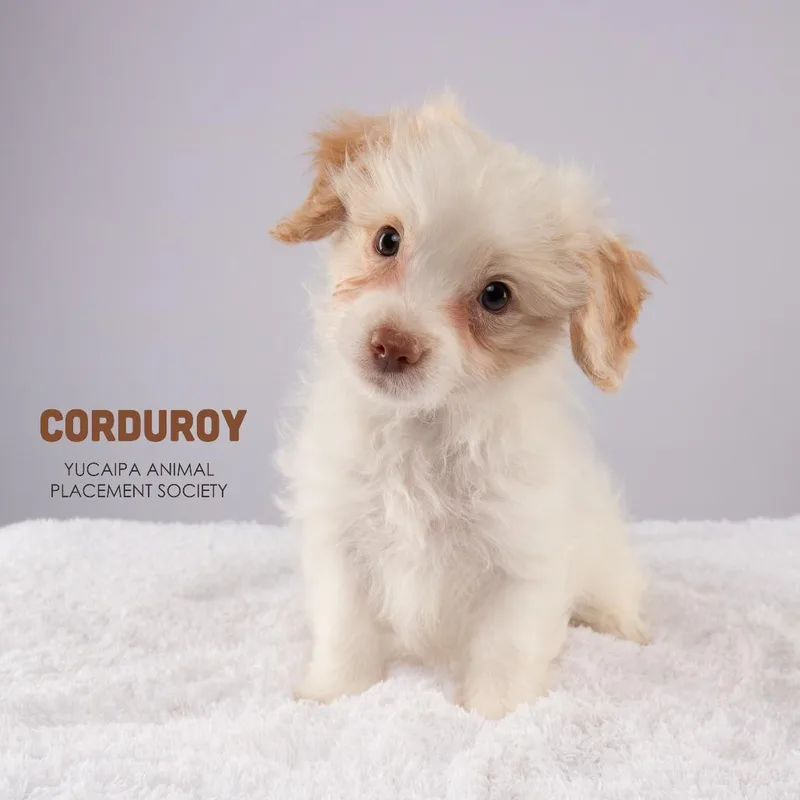 Corduroy thumbnail 3