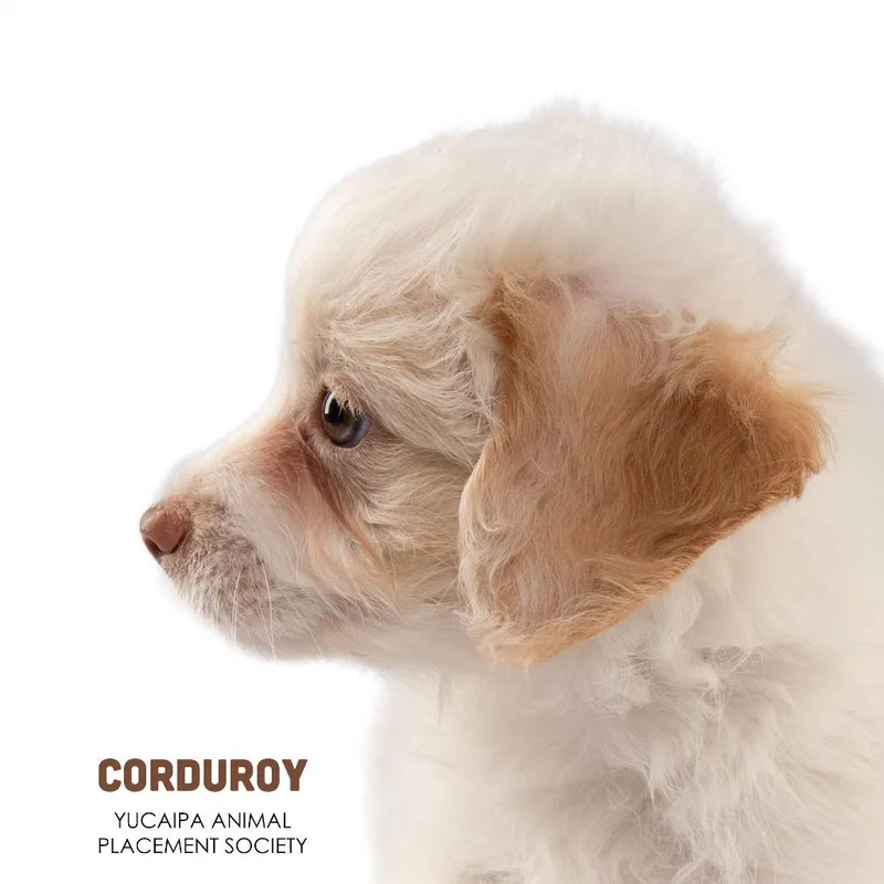 Corduroy thumbnail 4