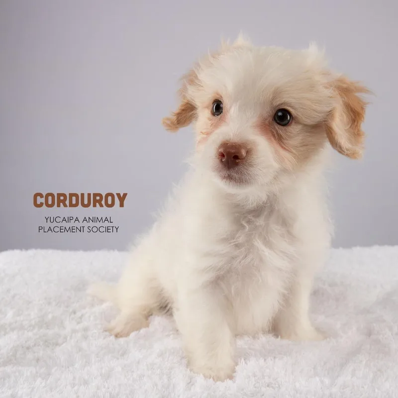 Corduroy thumbnail 5