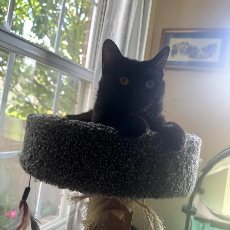 A young medium-sized male Black Domestic Short Hair cat named Elvis for adoption in Kent, OH