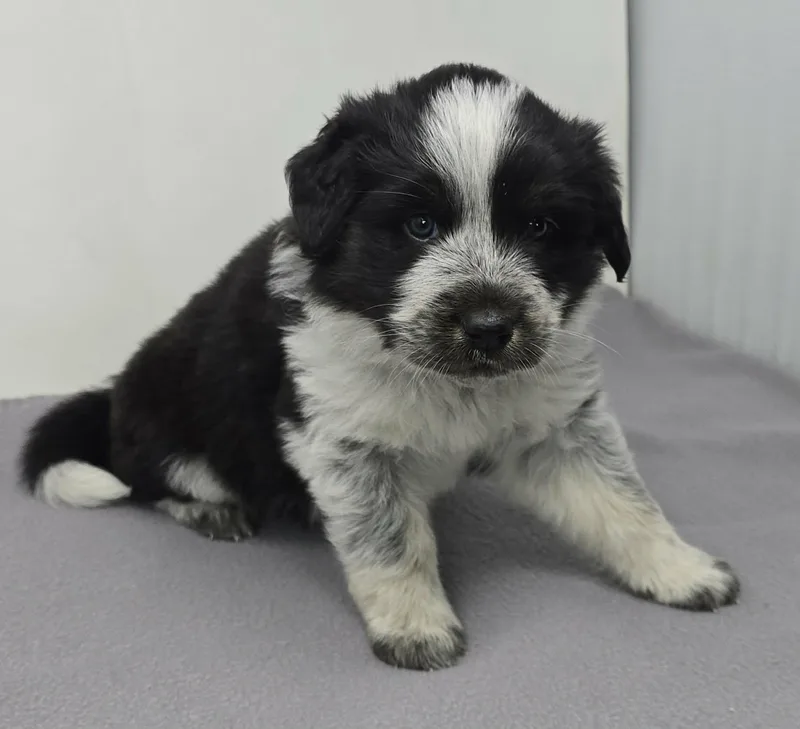 Heartland thumbnail 2