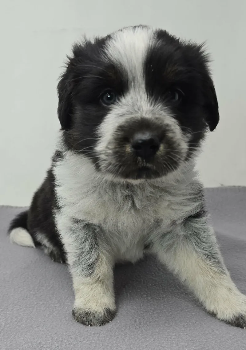 Heartland thumbnail 3