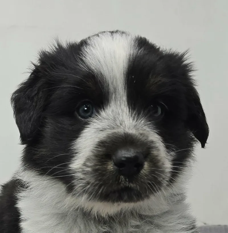 A baby medium-sized female White / Cream Australian Shepherd dog named Heartland for adoption in Newport, TN