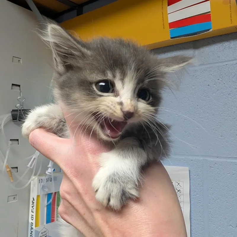 A baby small-sized female Gray / Blue / Silver Domestic Medium Hair cat named Purrty Lady for adoption in DeKalb, IL