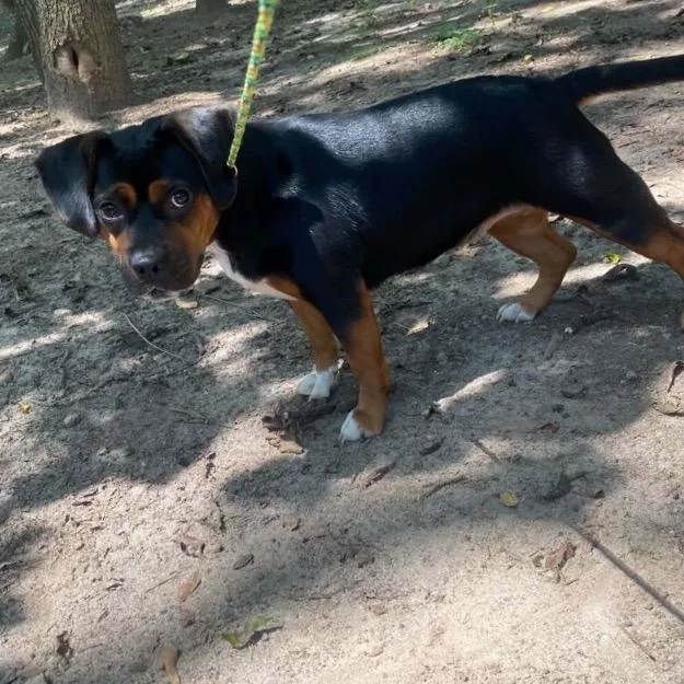 An adult medium-sized female Beagle dog named Coconut for adoption in Fayetteville, GA