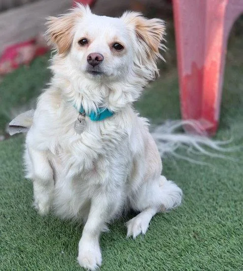 An adult small-sized male Pomeranian dog named Prince for adoption in Anaheim Hills, CA
