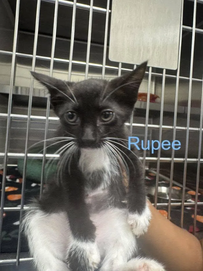 Rupee