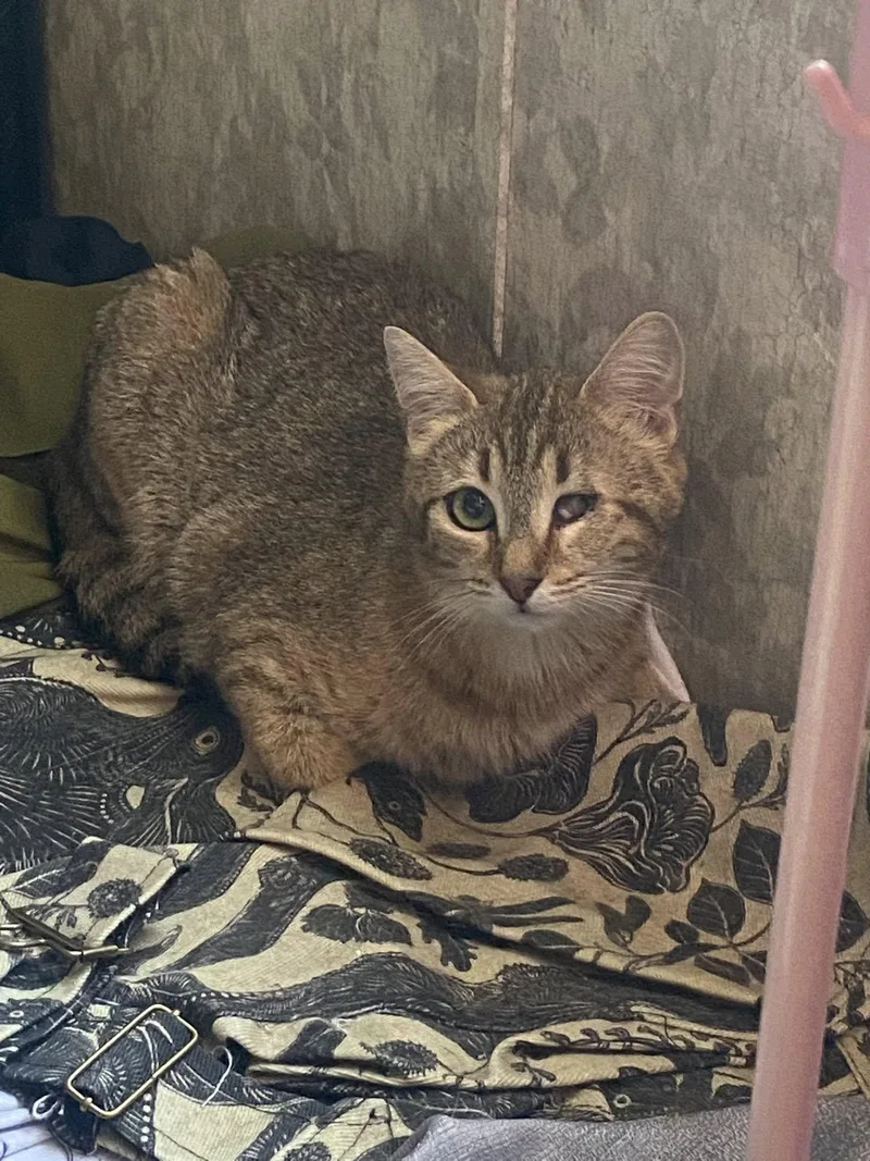 Rosemary thumbnail 2