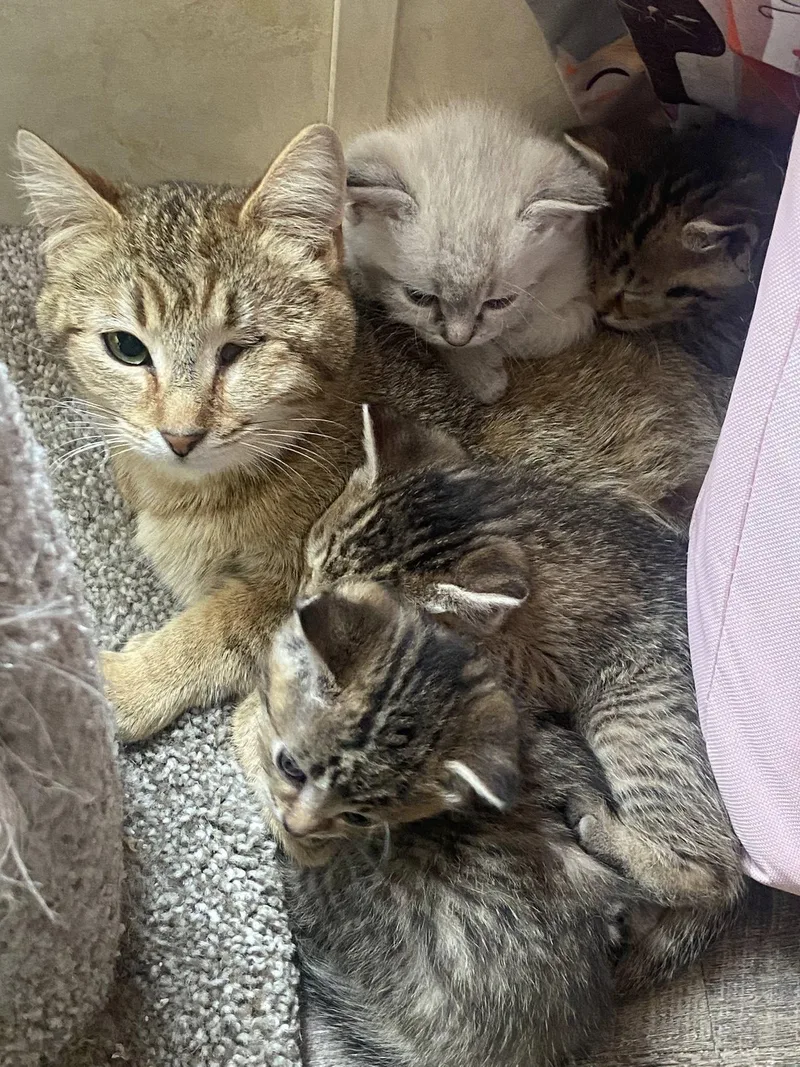 Rosemary thumbnail 3