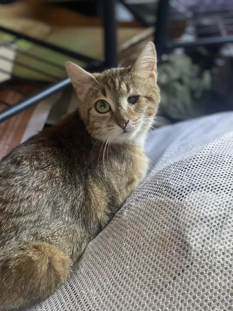 Rosemary thumbnail 4