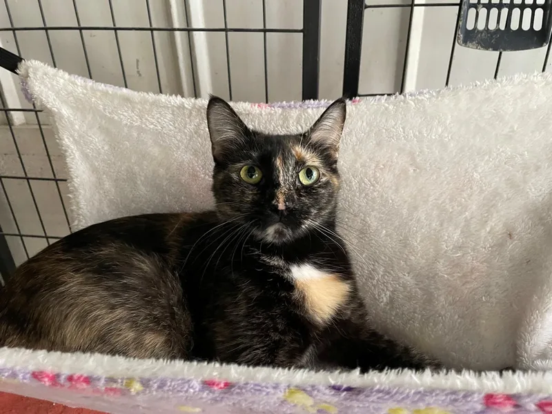 A young medium-sized female Tortoiseshell cat named Hazel for adoption in Midway City, CA