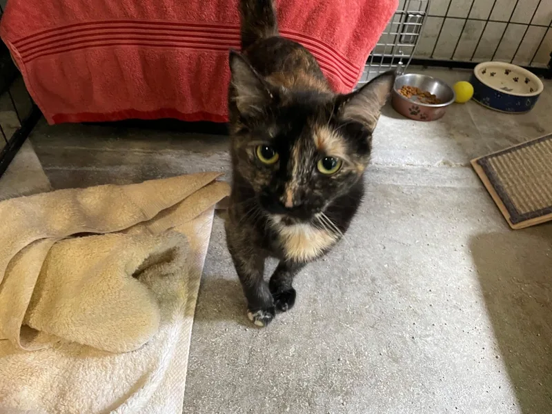 Hazel thumbnail 3